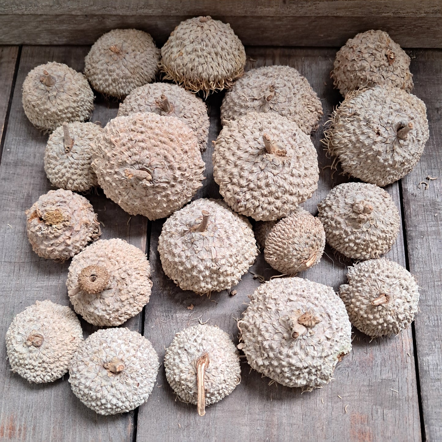 Burr Oak Acorn Caps