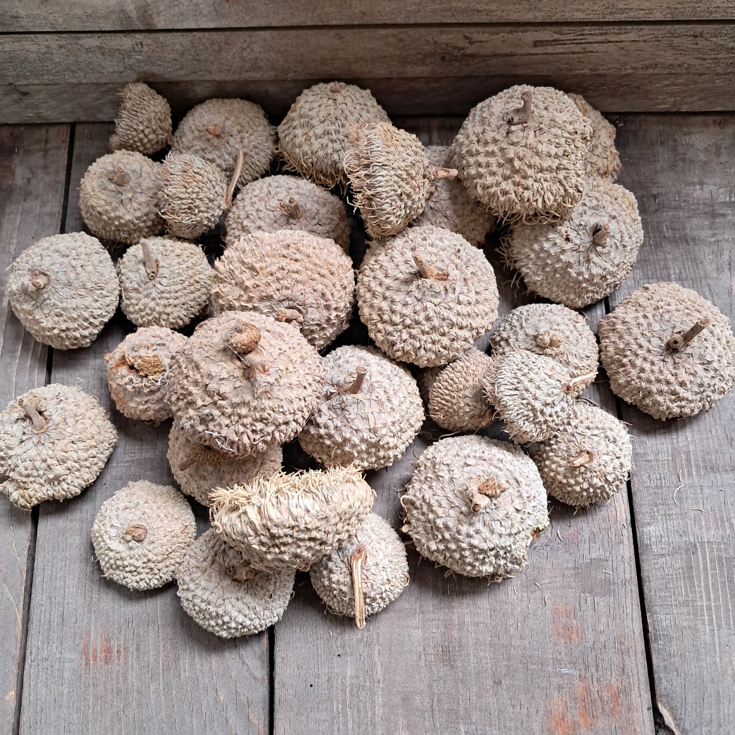 Burr Oak Acorn Caps