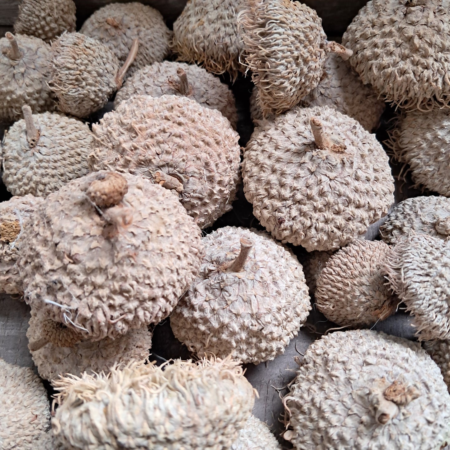 Burr Oak Acorn Caps