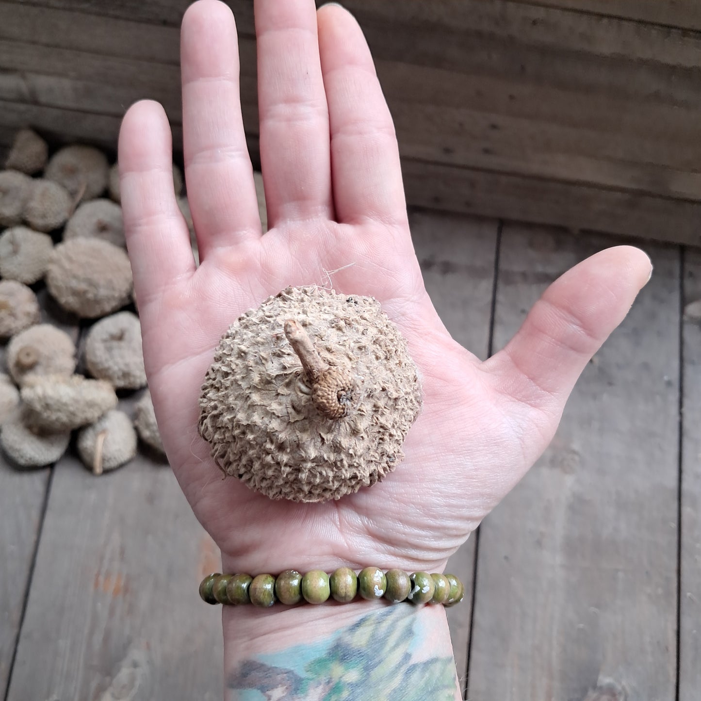 Burr Oak Acorn Caps