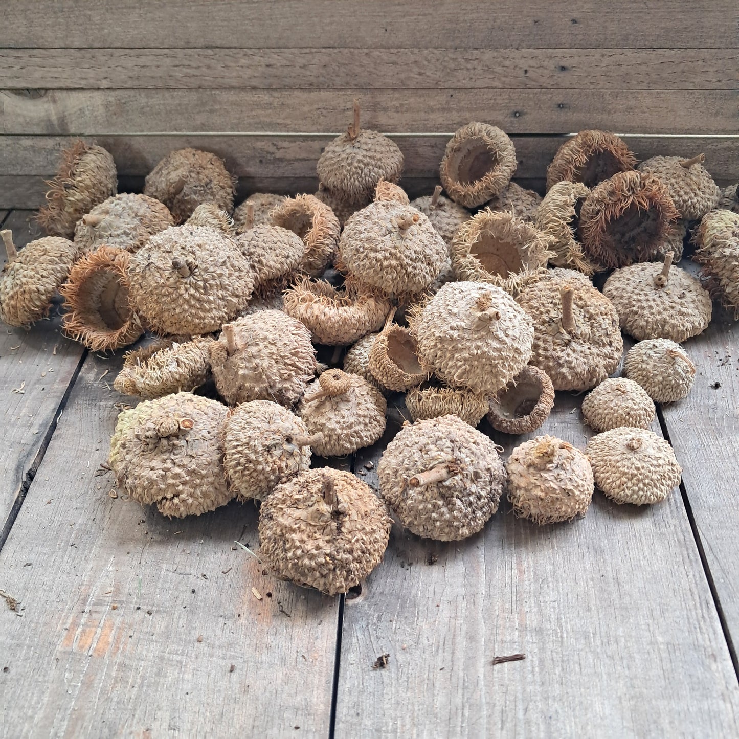Burr Oak Acorn Caps