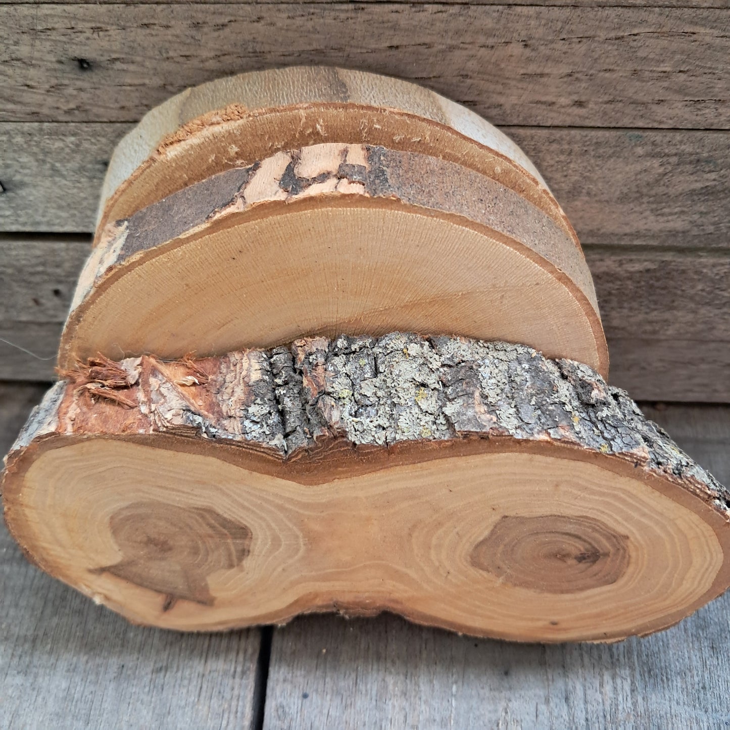 1-3in Tree Slices