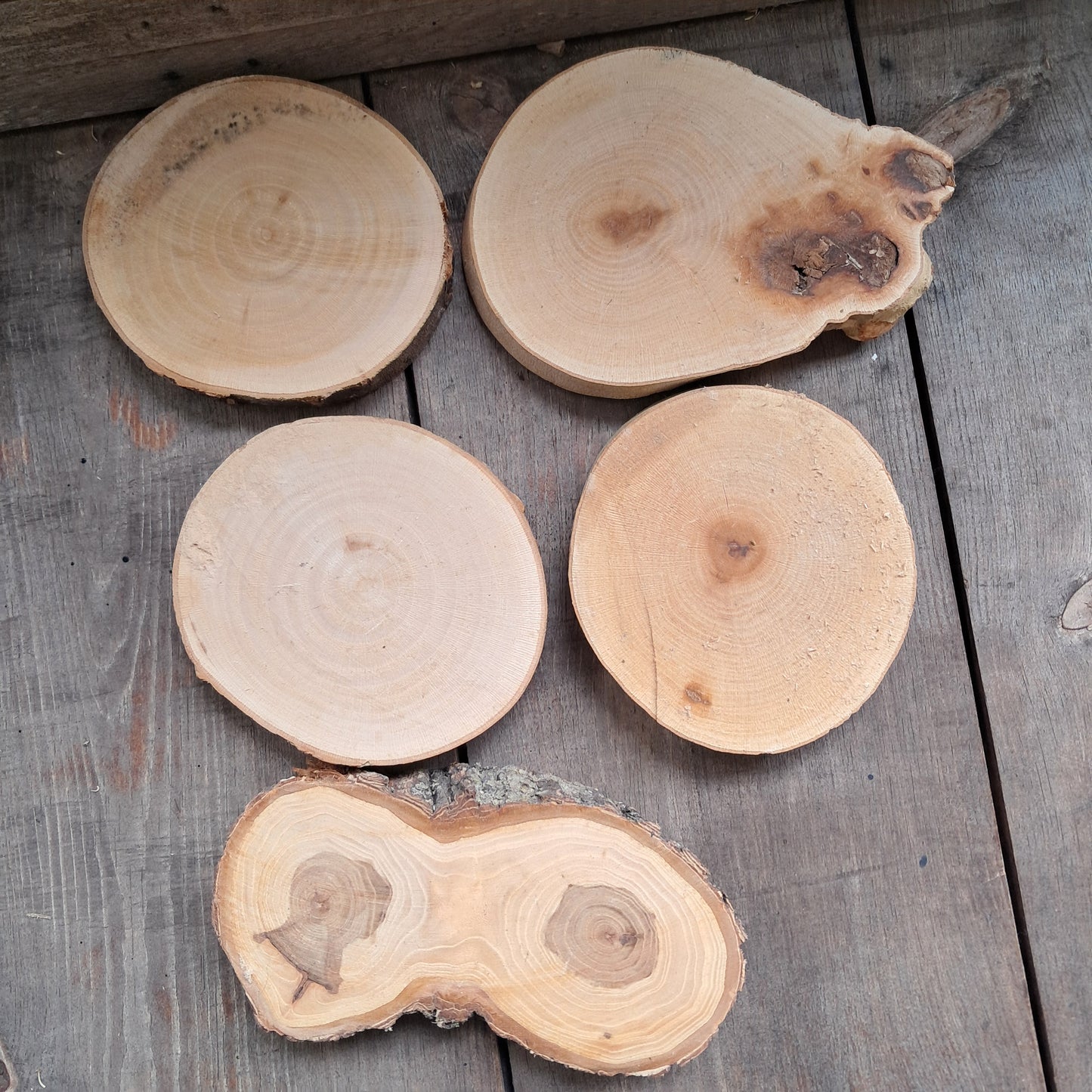 1-3in Tree Slices