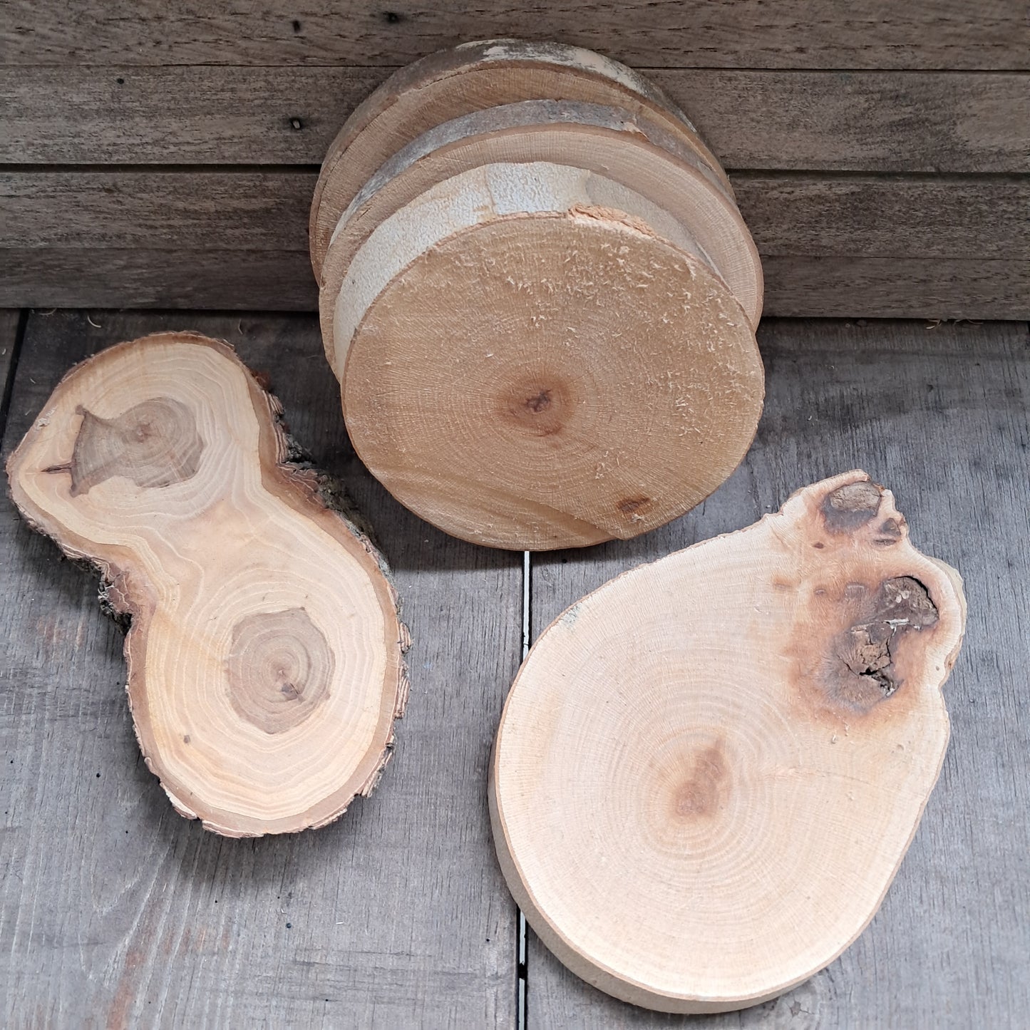 1-3in Tree Slices