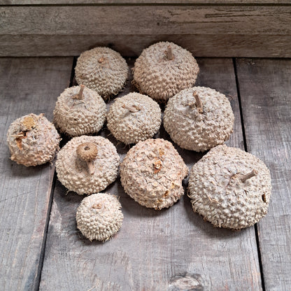 Burr Oak Acorn Caps