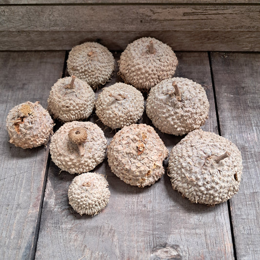 Burr Oak Acorn Caps