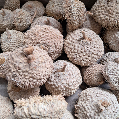 Burr Oak Acorn Caps