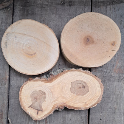 1-3in Tree Slices