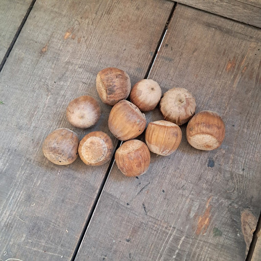 Burr Oak Acorns