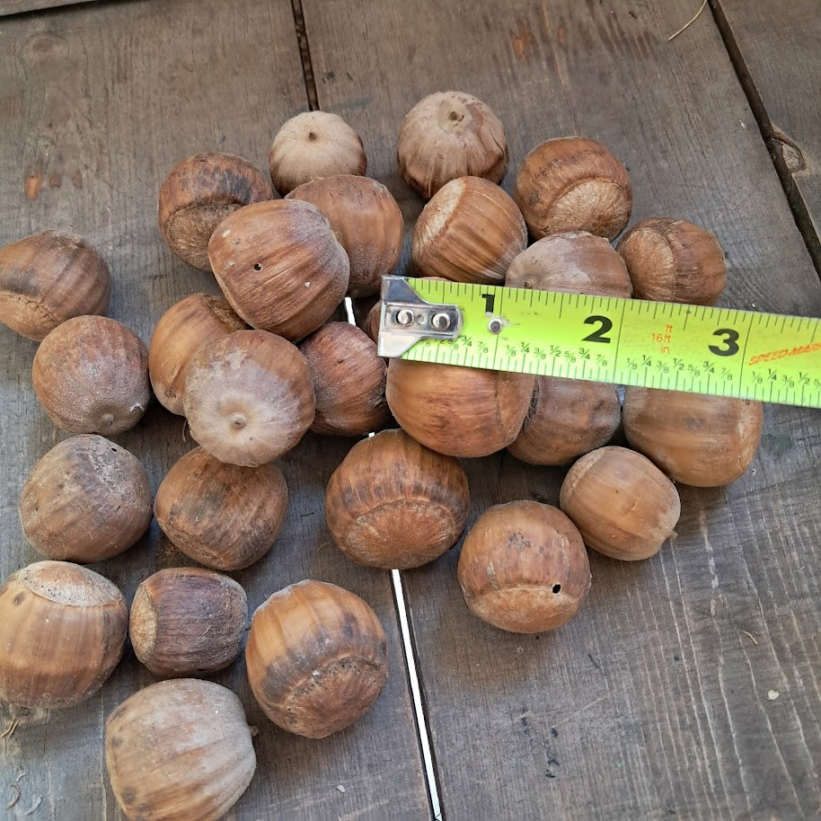 Burr Oak Acorns