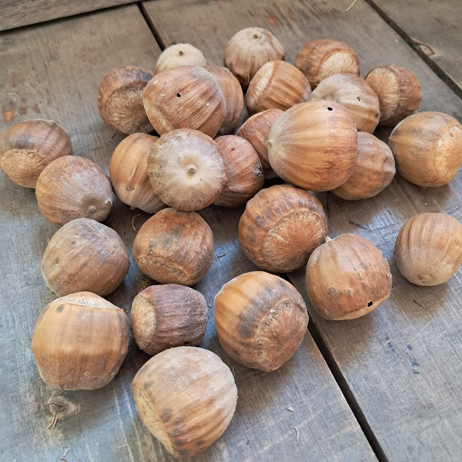 Burr Oak Acorns
