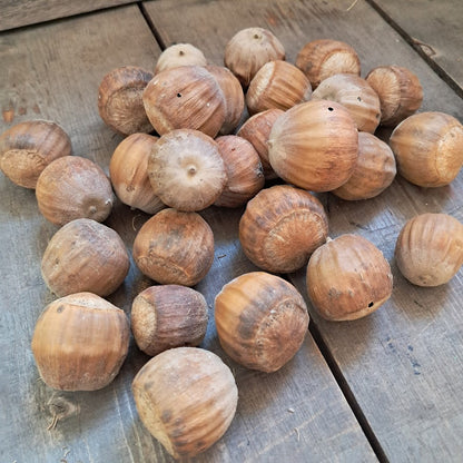 Burr Oak Acorns