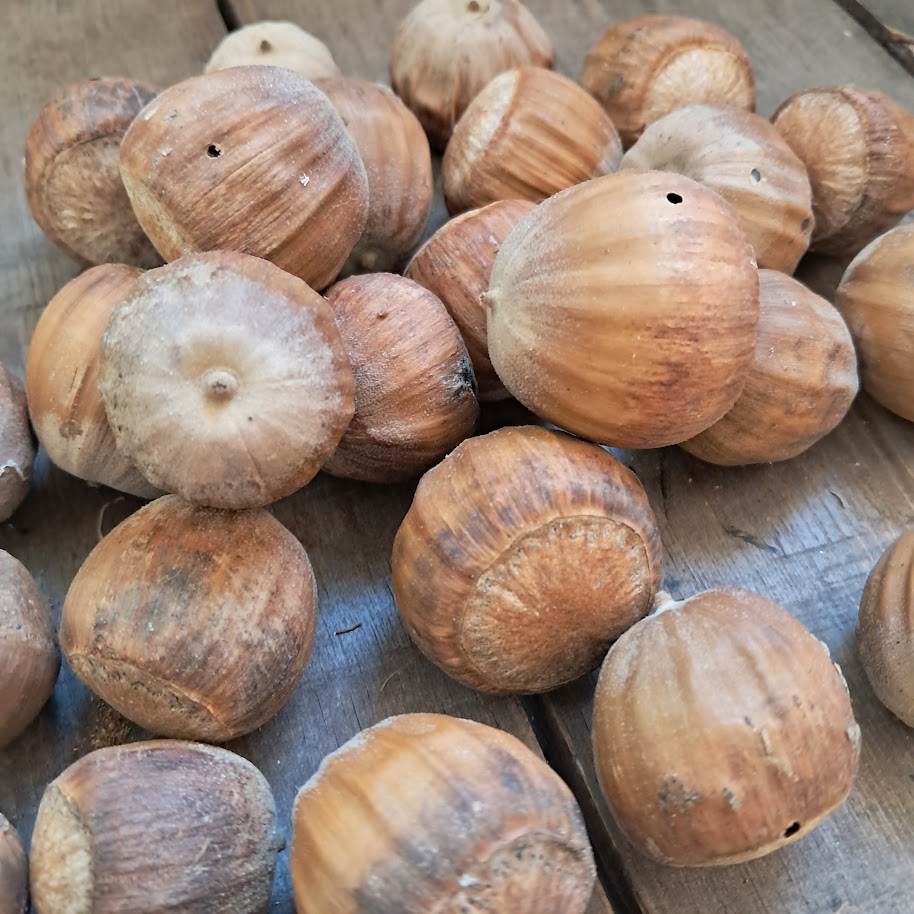 Burr Oak Acorns
