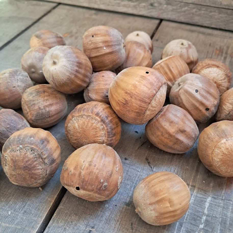 Burr Oak Acorns